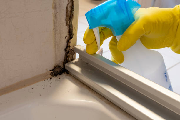 Best Preventive Mold Services in Grape Creek, TX