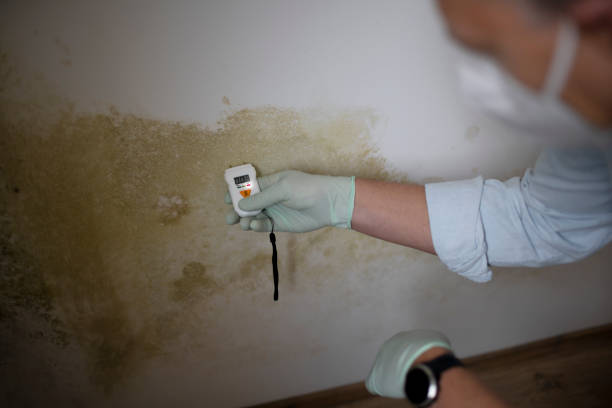 Best Mold Remediation for Schools in Grape Creek, TX