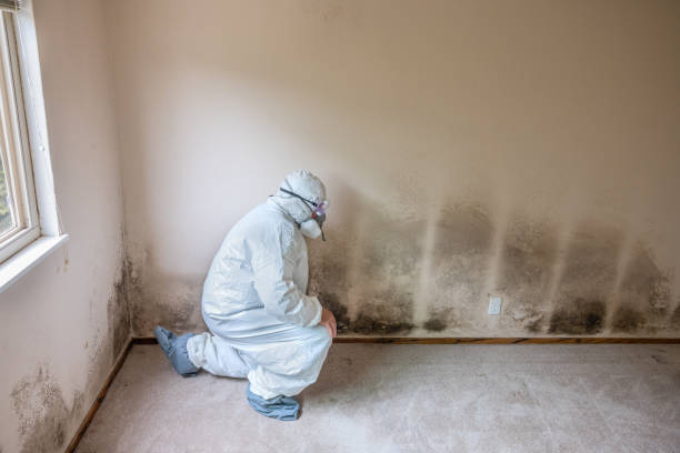 Best Basement Mold Remediation in Grape Creek, TX