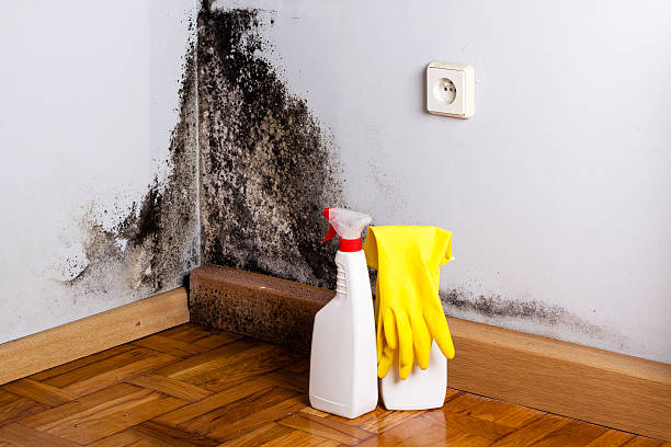 Best Residential Mold Remediation in Grape Creek, TX
